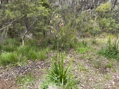 Anigozanthos flavidus