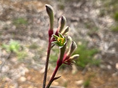 Anigozanthos flavidus