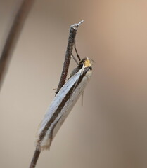 Phytotrypa anachorda