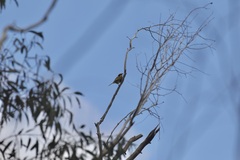 Lichenostomus melanops