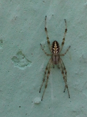 Neoscona theisi