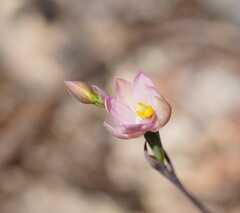 Thelymitra carnea