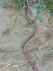 Typhlopidae