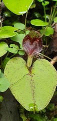 Corybas hatchii
