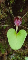 Corybas hatchii