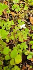 Oxalis magellanica