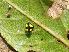 Theridula gonygaster