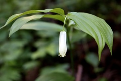 Disporum sessile