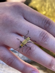 Chauliognathus misellus