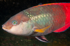 Notolabrus gymnogenis