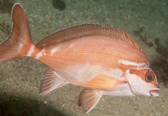 Morwong fuscus