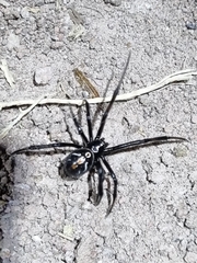 Latrodectus hesperus