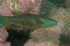 Olisthops cyanomelas