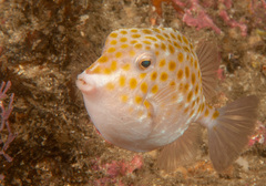 Anoplocapros inermis