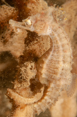 Hippocampus whitei
