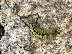 Lophocampa mixta
