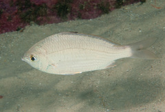 Gerres subfasciatus