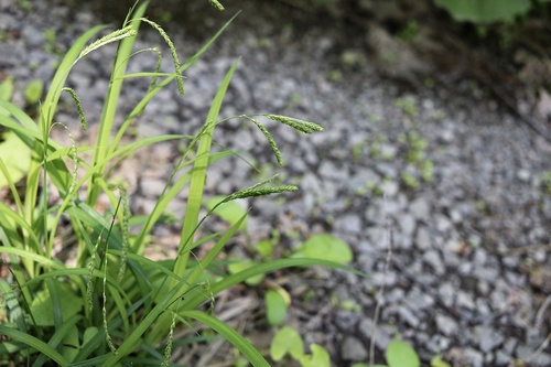Carex incisa iNat (3)