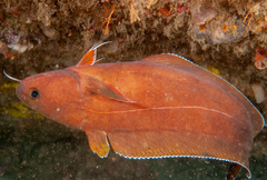 Lotella rhacina