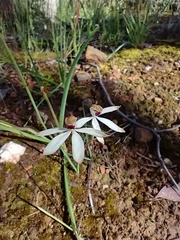 Caladenia cucullata