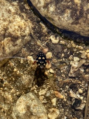 Thermonectus marmoratus