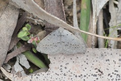 Tapinogyna perichroa