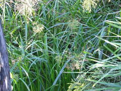 Rhynchospora corymbosa