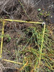 Utricularia bisquamata