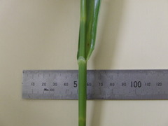 Rhynchospora corymbosa