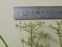 Rhynchospora corymbosa