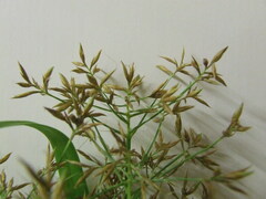 Rhynchospora corymbosa