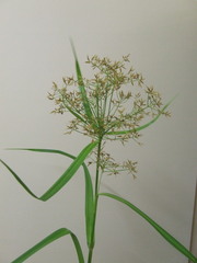 Rhynchospora corymbosa