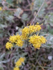 Galatella villosa