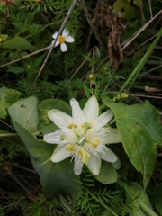 Passiflora subpeltata