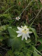 Passiflora subpeltata