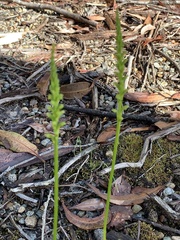 Microtis parviflora