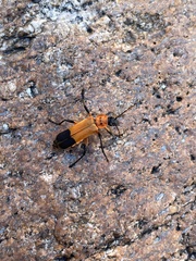 Chauliognathus profundus