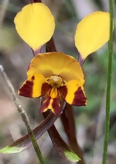 Diuris semilunulata