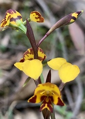 Diuris semilunulata