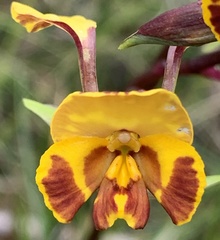 Diuris semilunulata