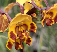 Diuris semilunulata
