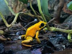Phyllobates bicolor