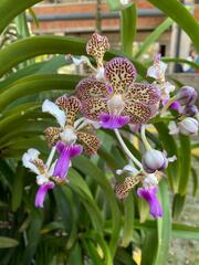 Vanda