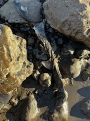 Triakis semifasciata