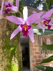 Laelia