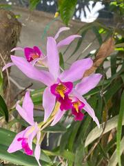 Laelia