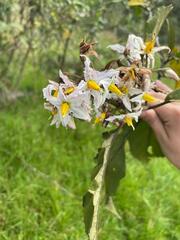 Solanum torvum