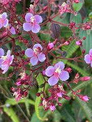 Heterocentron subtriplinervium