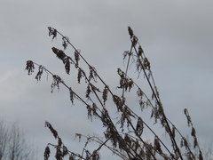 Urtica galeopsifolia