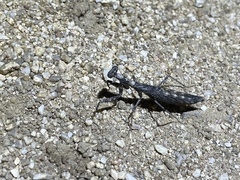 Litaneutria skinneri